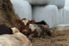 ​Молочную продукцию в Великовисочное будут возить из Нарьян-Мара, а спасённых в пожаре коров доставят в Лабожское
