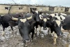 ​Молочную продукцию в Великовисочное будут возить из Нарьян-Мара, а спасённых в пожаре коров доставят в Лабожское