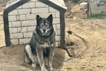 ​Власти округа помогут частному приюту для бездомных животных